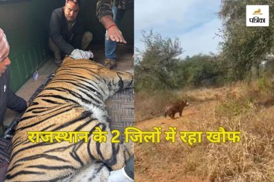 Sariska-Tiger