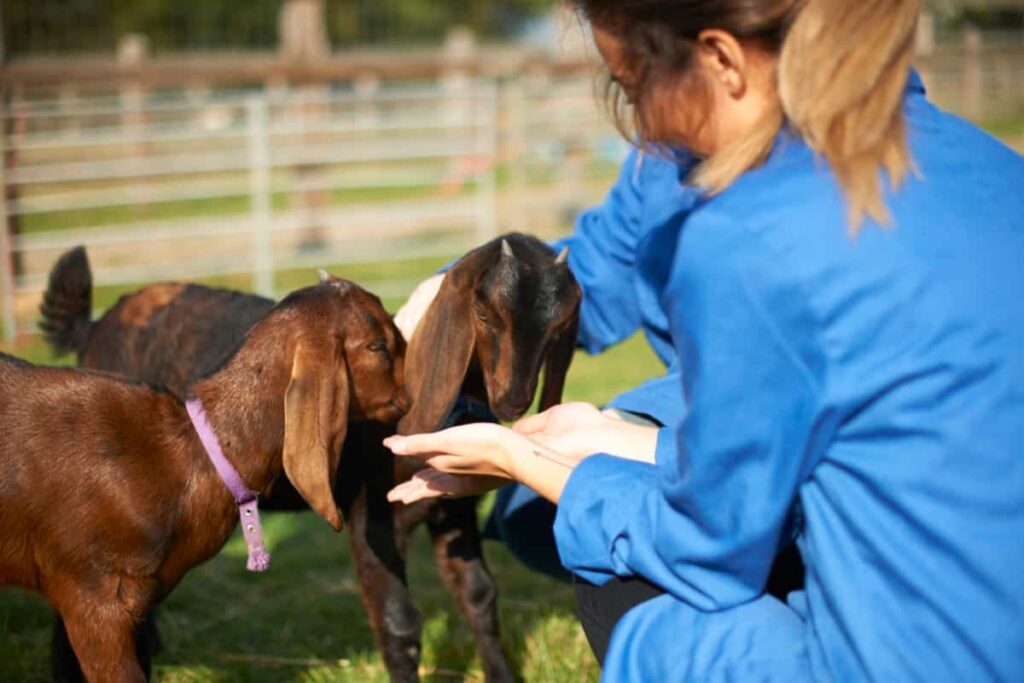 Goat-Farming-Training2-1024x683